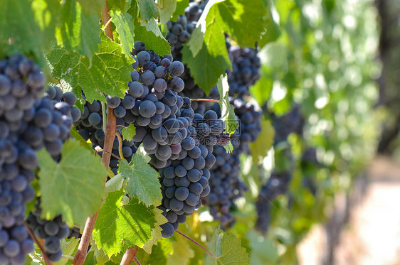 葡萄上的红葡萄场地水果奢华食物植物酒厂生长藤蔓旅行葡萄园图片