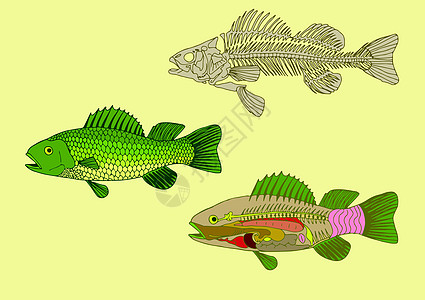 鱼类解剖学图片