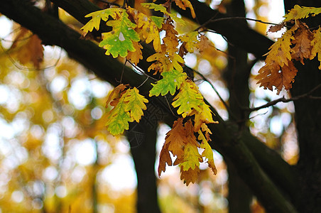 秋树叶生长公园植物叶子农村花园橡木季节宏观阳光背景图片