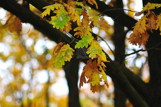 秋树叶生长公园植物叶子农村花园橡木季节宏观阳光图片