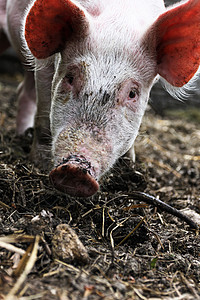 小猪猪绿色粉色猪肉好奇心牧场背景图片