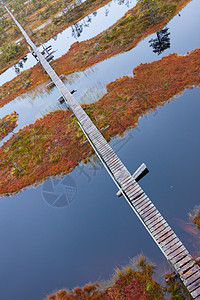 欧洲泥炭沼泽木头天空植物美丽云杉针叶风景森林农村松树图片