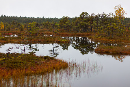 北欧洲沼泽图片