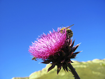 小蜜蜂降落在上荒野翅膀昆虫季节高山动物天空场地山脉草地图片