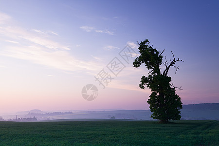 可记忆的橡树叶子丘陵草地牧场蓝色环境地平线暴风云森林风景图片