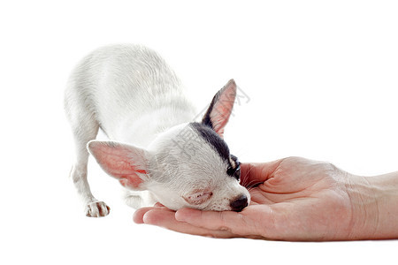 小狗吉娃娃工作室犬类伴侣休息压痛动物白色棕色宠物睡眠图片