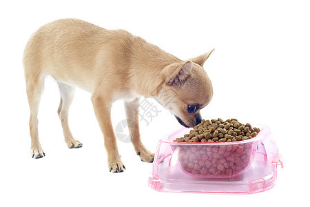 小狗吉娃娃和食物碗棕褐色粉色食品犬类伴侣宠物狗粮棕色工作室白色图片