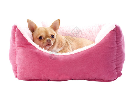 吉娃娃和狗床动物棕色粉色工作室宠物睡眠小狗软垫伴侣犬类图片
