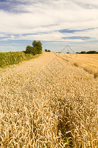 英国玉米田上空的蓝天收成土地国家场地大麦草地稻草玉米收获树木图片