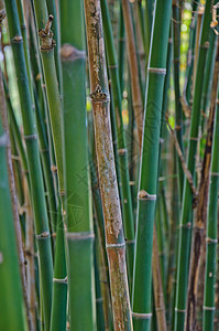 竹子生长木头植物风水花园装饰叶子风格森林热带图片