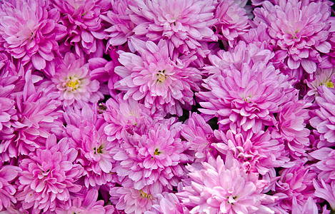 粉红花背景植物礼物花园展示植物群卡片橙子花瓣花束图片