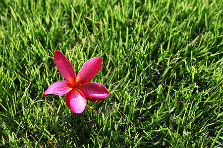 草地上的柏油情调香水香味植物温泉花园花瓣热带橙子邀请函图片