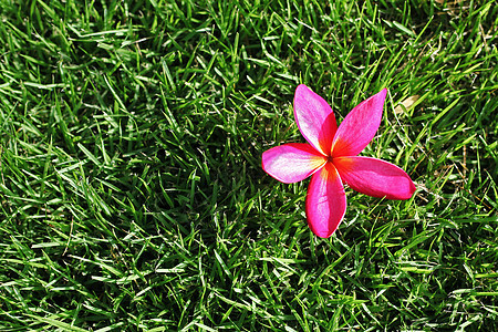 草地上的柏油邀请函植物热带香水鸡蛋花情调异国花瓣香味花园图片