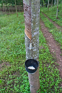橡胶树牛奶流入碗里丛林收藏树干种植园液体木材来源生长木头乳胶图片