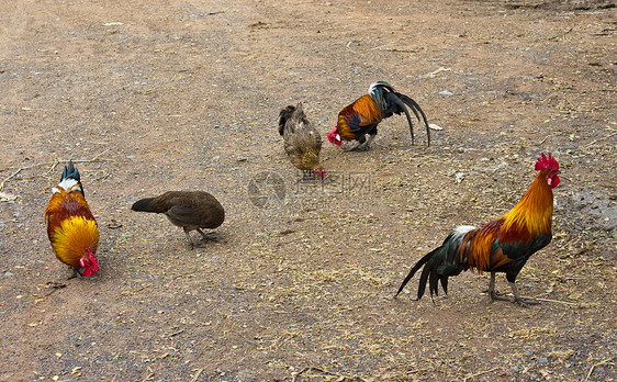 一群牧草养鸡 在地上喂食动物栅栏鸟类环境家禽家畜花朵公鸡草地羽毛图片