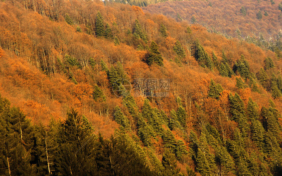 秋季地貌林图片