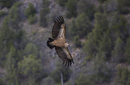 塞戈维亚 西班牙翅膀荒野清道夫动物自然公园野生动物掠夺性秃鹰生活晴天图片