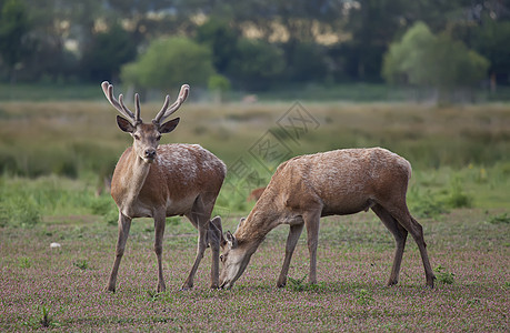西班牙阿拉瓦 维多利亚 莫斯哺乳动物地区驼鹿晴天荒野牛角麋鹿动物图片