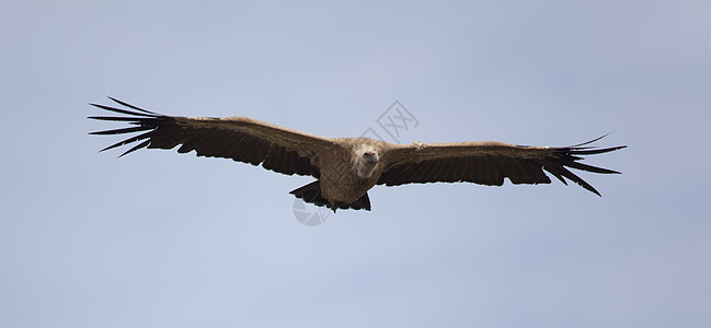塞戈维亚 西班牙秃鹰生活自然公园晴天身体翅膀动物清道夫斑鱼荒野图片