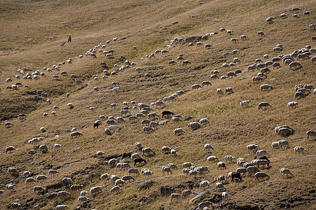 西班牙的羊群图片