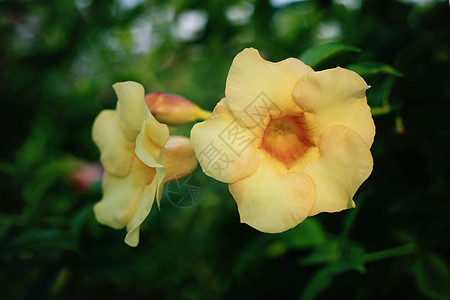 阿拉曼花朵藤蔓香味植物阳光喇叭热带叶子花园雨滴图片