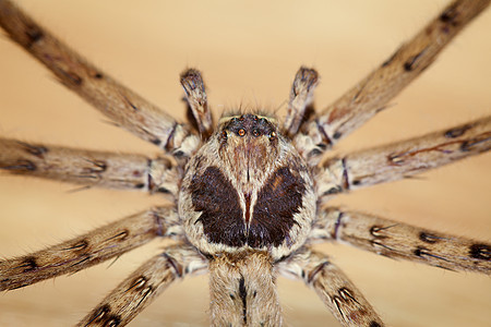 锥蜘蛛黑色动物群棕褐色怪物工作室漏洞棕色动物野生动物昆虫图片