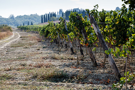 托斯卡纳山和生产的葡萄园图片
