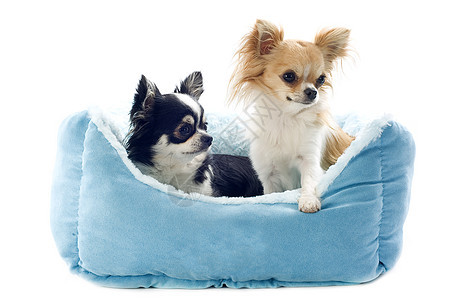 吉娃娃和狗床蓝色工作室软垫白色长毛黑色休息犬类棕色伴侣图片