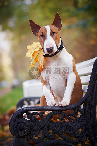 红斗牛犬坐在板凳上勇气长椅宠物斗牛犬动物友谊落叶冠军哺乳动物幸福图片