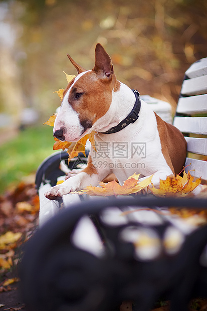 红公牛大帝座在长椅上男性斗牛犬快乐落叶小狗猎犬英语动物朋友友谊图片