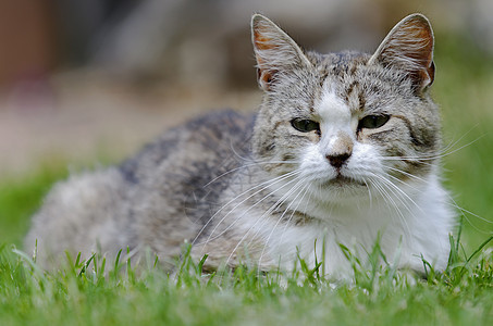 猫咪动物水平宠物哺乳动物背景图片