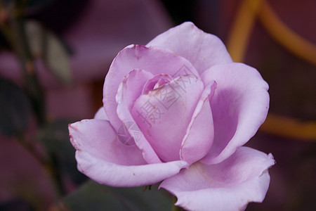 灌木丛上粉红色的全花玫瑰图片