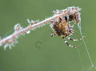 蜘蛛宠物森林宏观主题野生动物猎人工作室荒野昆虫学昆虫图片