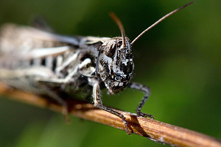 蚂蚱昆虫花园叶子刺槐动物摄影草原荒野野生动物直翅目图片
