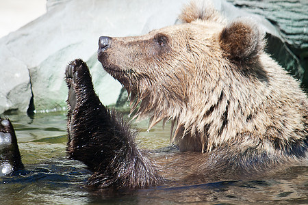 熊在水中游泳动物园野生动物幼兽哺乳动物涟漪爪子毛皮食物捕食者猎人图片