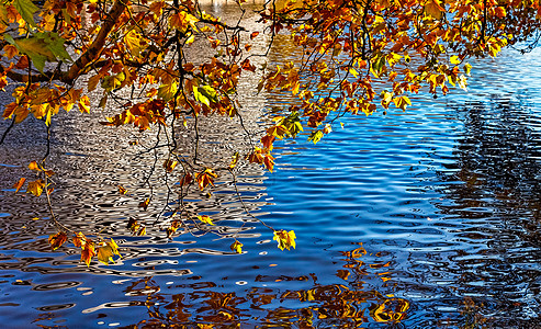 秋天运河公园水路旅游季节森林蓝色树叶季节性旅行背景图片