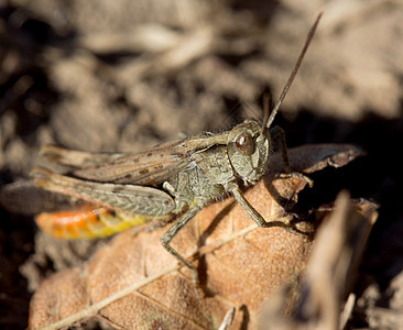 蚂蚱昆虫学生物刺槐漏洞迷彩宏观野生动物叶子触角直翅目图片