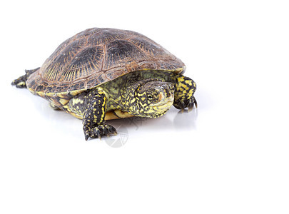 孤立海龟甲壳水龟乌龟动物园动物环境隐藏宠物盔甲速度图片