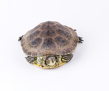 孤立海龟爬行动物生物环境宠物隐藏乌龟甲壳动物园星标水龟图片