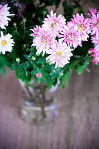 玻璃花瓶中的粉红菊花花束紫色花瓣花园粉色植物群植物季节图片