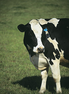 牧草上的牛群场地场景风景景点国家爬坡动物牛奶农田农村图片