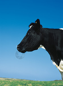 牧草上的牛群奶牛牛奶动物村庄场景牧场草地场地农村家畜图片