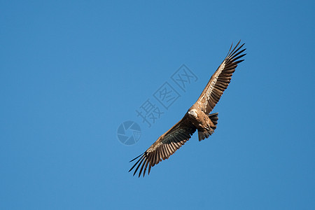 西班牙塞戈维亚 杜拉顿山的秃鹫荒野天空公园翅膀晴天动物脊椎动物动物群飞行图片