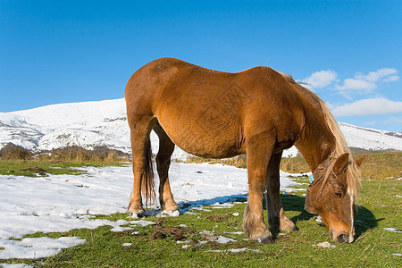 西班牙坎塔布里亚阿尔托坎波的马匹山脉中音绿色营地草地小马鬃毛动物图片