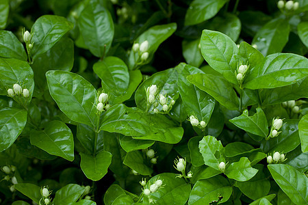 茉莉花绿色花瓣茉莉花粉白色衬套叶子灌木图片