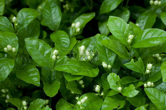 茉莉花绿色花瓣茉莉花粉白色衬套叶子灌木图片