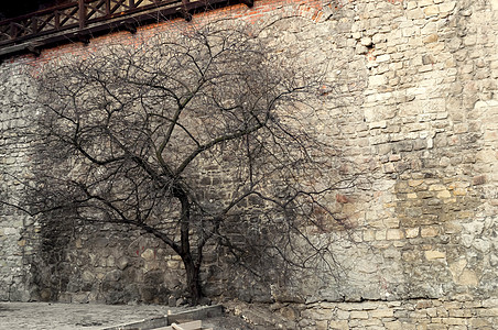 黑树对着古城墙背景