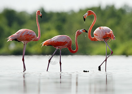 粉红色的加勒比火烈鸟上水涉水脖子荒野自然沼泽旅行生物学动物照片账单图片