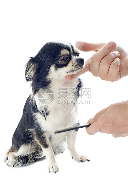 培养吉华人黑色宠物职业展览梳子白色伴侣工作室犬类刷子图片