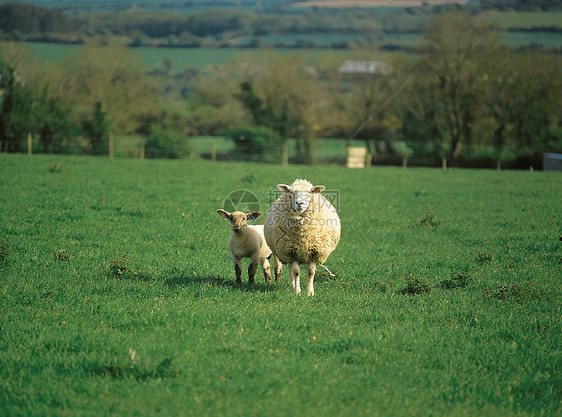 公羊在绿草地上放牧农田内存乡村绿色牧场母羊场地农场动物羊毛图片